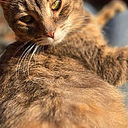 Mama joined the competition — help win amazing prizes! cat, tabby, close_up, green_eyes, fur, whiskers, relaxed, sunlight, pet, animal, mammal, indoor, cute, feline, portrait, soft, warm, resting, domestic_cat, sleepy