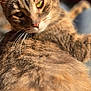 animal, cat, close_up, cute, domestic_cat, feline, fur, green_eyes, indoor, mammal, pet, portrait, relaxed, resting, sleepy, soft, sunlight, tabby, warm, whiskers