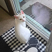 Delilah joined the competition — help win amazing prizes! cat, white_cat, pet, animal, sitting, indoors, glass_door, window, doorway, doormat, mickey_mouse, checkered_pattern, carpet, patio, outdoor_furniture, reflection, bright_eyes, portrait, home, cute