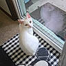 cat, white_cat, pet, animal, sitting, indoors, glass_door, window, doorway, doormat, mickey_mouse, checkered_pattern, carpet, patio, outdoor_furniture, reflection, bright_eyes, portrait, home, cute