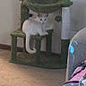 cat, kitten, white_cat, pet, animal, cat_tree, cactus_cat_tree, scratching_post, indoor, home, living_room, carpet, furniture, sitting, lying_down, tail, white_fur, relaxed, cute, blanket