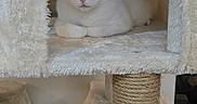 Delilah is registered to the contest to win money with this photo: cat, white_cat, pet, feline, animal, cat_tree, scratching_post, hammock, cubby, indoor, home, furniture, fluffy, sitting, lying_down, looking_at_camera, pink_nose, whiskers, toy_ball, cozy