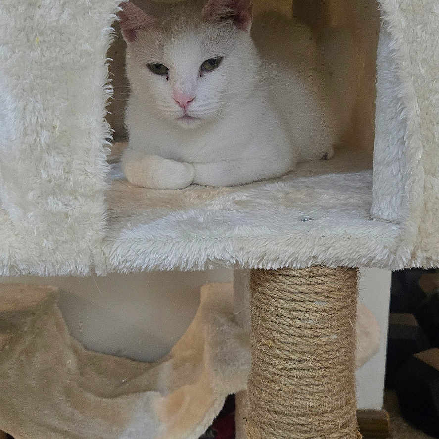 Delilah