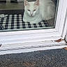 cat, white_cat, pet, animal, feline, sitting, indoors, window, glass, doorway, checkered_mat, doormat, garden, flowers, yellow_flowers, reflection, white_fur, ears, eyes, home