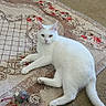 cat, white_cat, pet, animal, feline, lying_down, lounging, indoors, living_room, floral_rug, carpet, toy, cat_toy, tail, ears, whiskers, eyes, relaxed, home, portrait