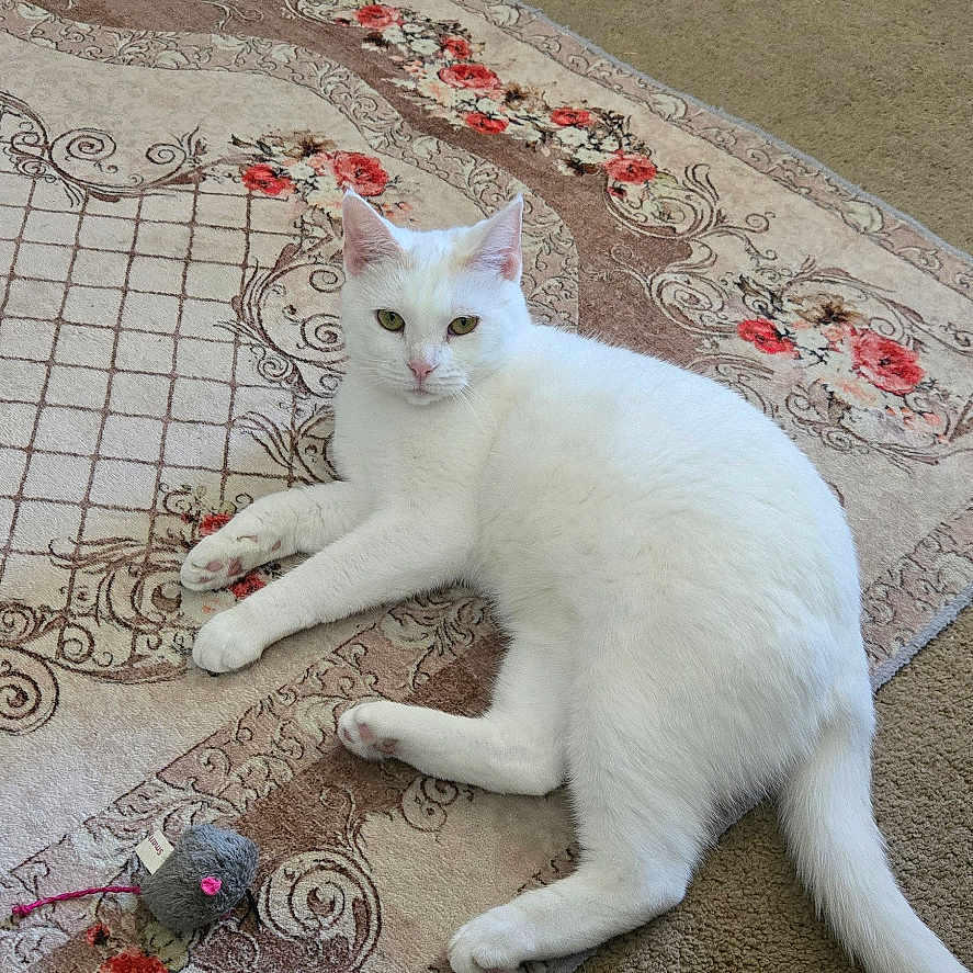 Delilah