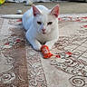cat, white_cat, pet, animal, feline, lying_down, paws, ears, eyes, whiskers, red_toy, carpet, rug, indoor, living_room, couch, blanket, home, portrait, cute