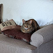 Beatrix joined the competition — help win amazing prizes! animal, brown_pillow, cat, comfortable, couch, cushion, domestic, fabric, feline, fur, heart_pattern, home_interior, indoor, living_room, pet, pillow, relaxed, resting, tabby_cat, white_throw