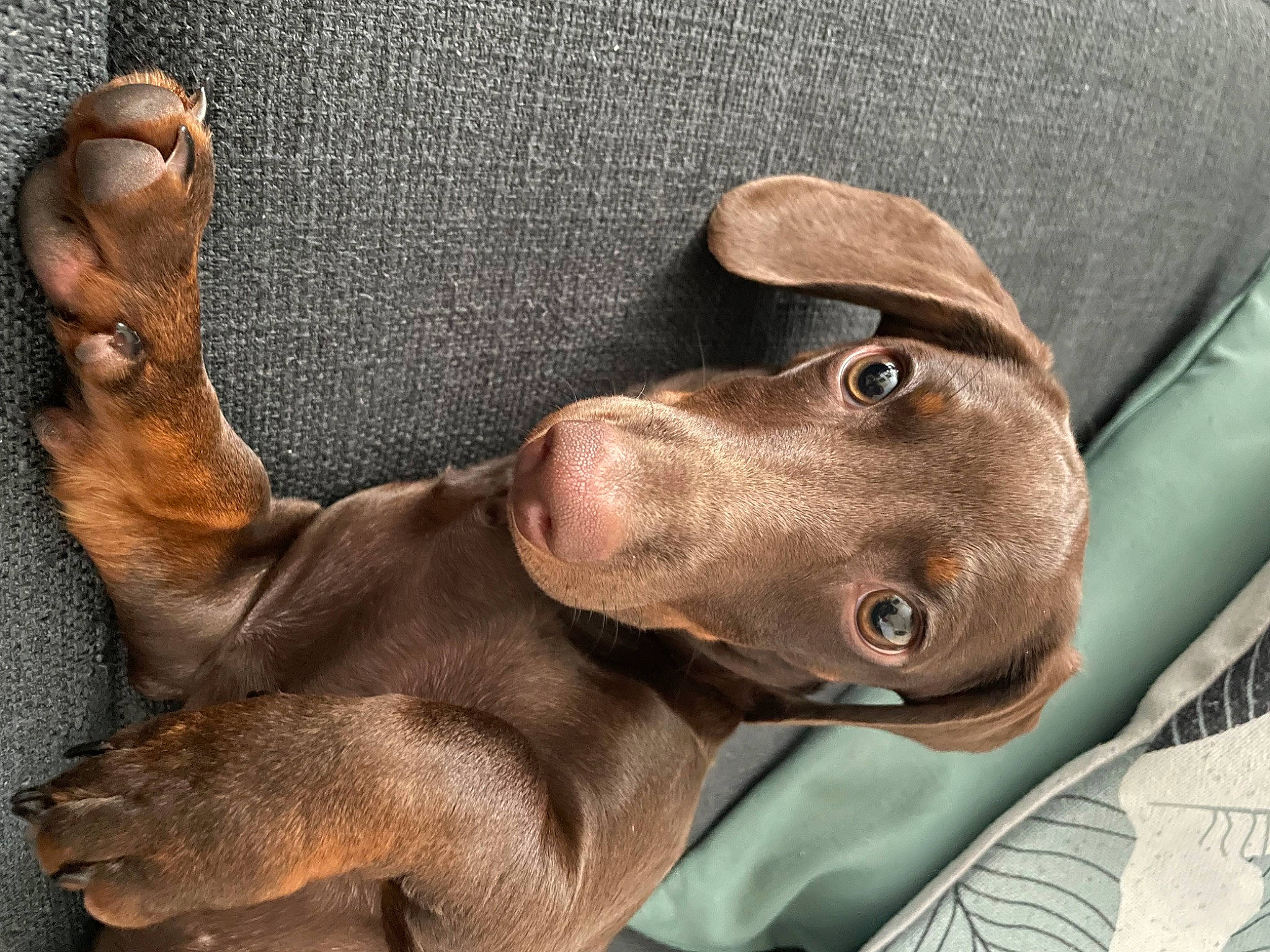 Andy a rejoint le concours — aidez-le/la à gagner de superbes lots ! brown, canidae, carnivore, collar, comfort, companion_dog, dog, dog_breed, dog_collar, ear, fawn, fur, gun_dog, hat, hunting_dog, liver, snout, sporting_group, whiskers, working_animal