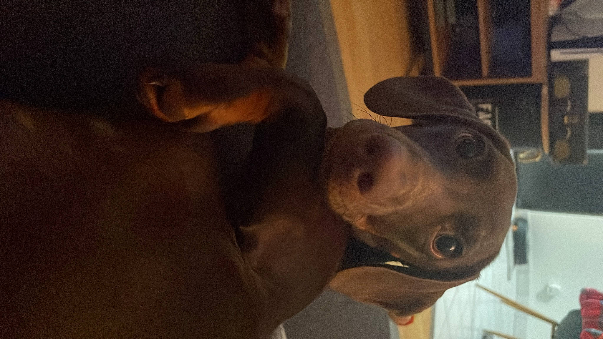 Andy participe au concours pour gagner de l'argent avec cette photo : art, bronze, canidae, carnivore, companion_dog, dog, dog_breed, door_handle, ear, fawn, jaw, liver, metal, personal_protective_equipment, sculpture, shelf, snout, sporting_group, whiskers, working_animal