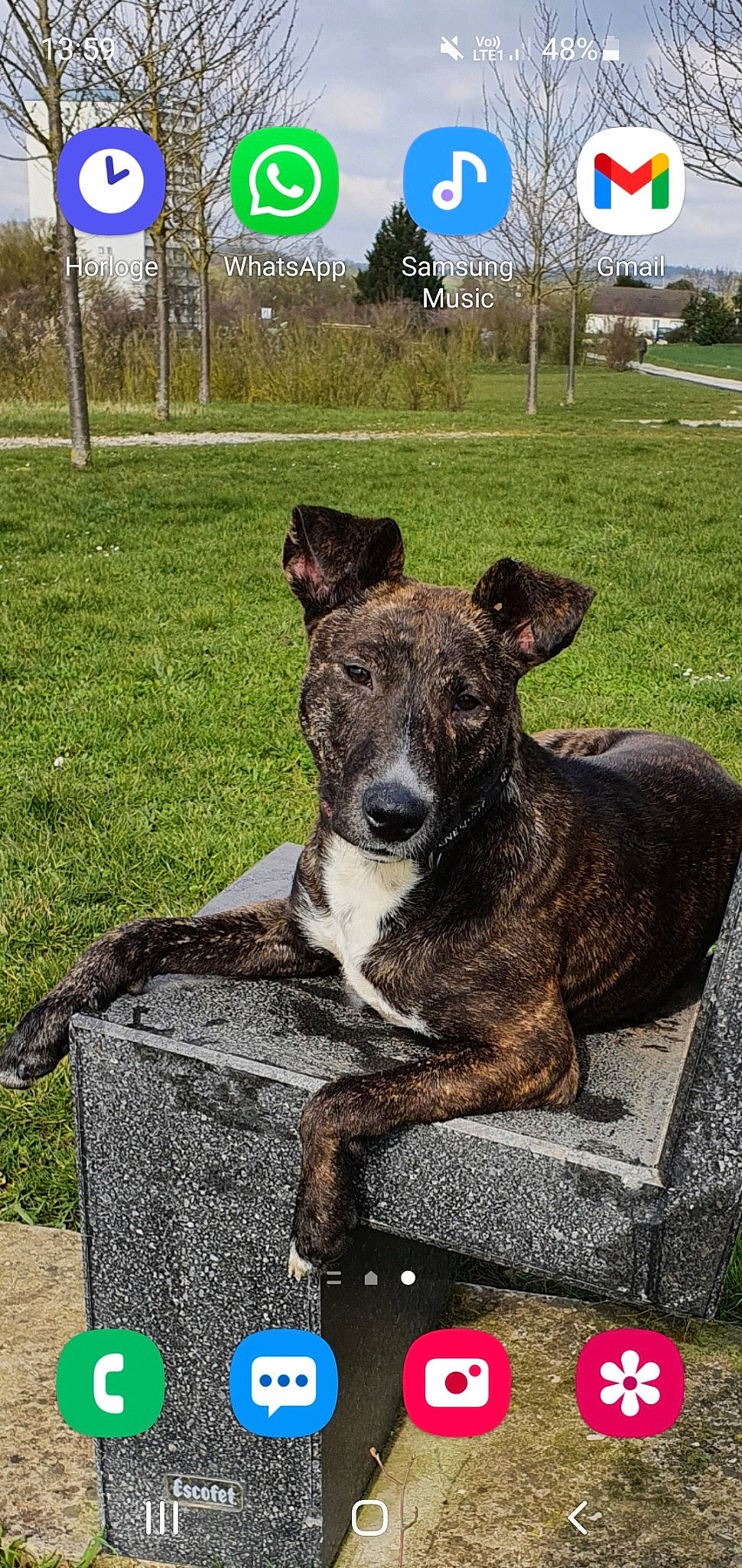 Ricola participe au concours pour gagner de l'argent avec cette photo : art, canidae, carnivore, collar, companion_dog, dog, dog_breed, dog_collar, eye, fawn, grass, herding_dog, jaw, plant, snout, sporting_group, terrestrial_animal, tree, working_animal, working_dog