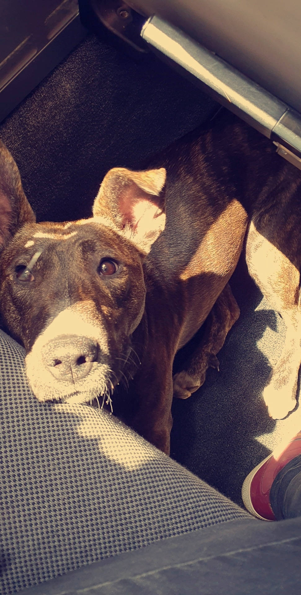 Ricola a rejoint le concours — aidez-le/la à gagner de superbes lots ! canidae, carnivore, cloud, comfort, companion_dog, dog, dog_breed, ear, fawn, fur, linens, selfie, snout, sporting_group, square, terrestrial_animal, tints_and_shades, vehicle_door, whiskers, working_animal