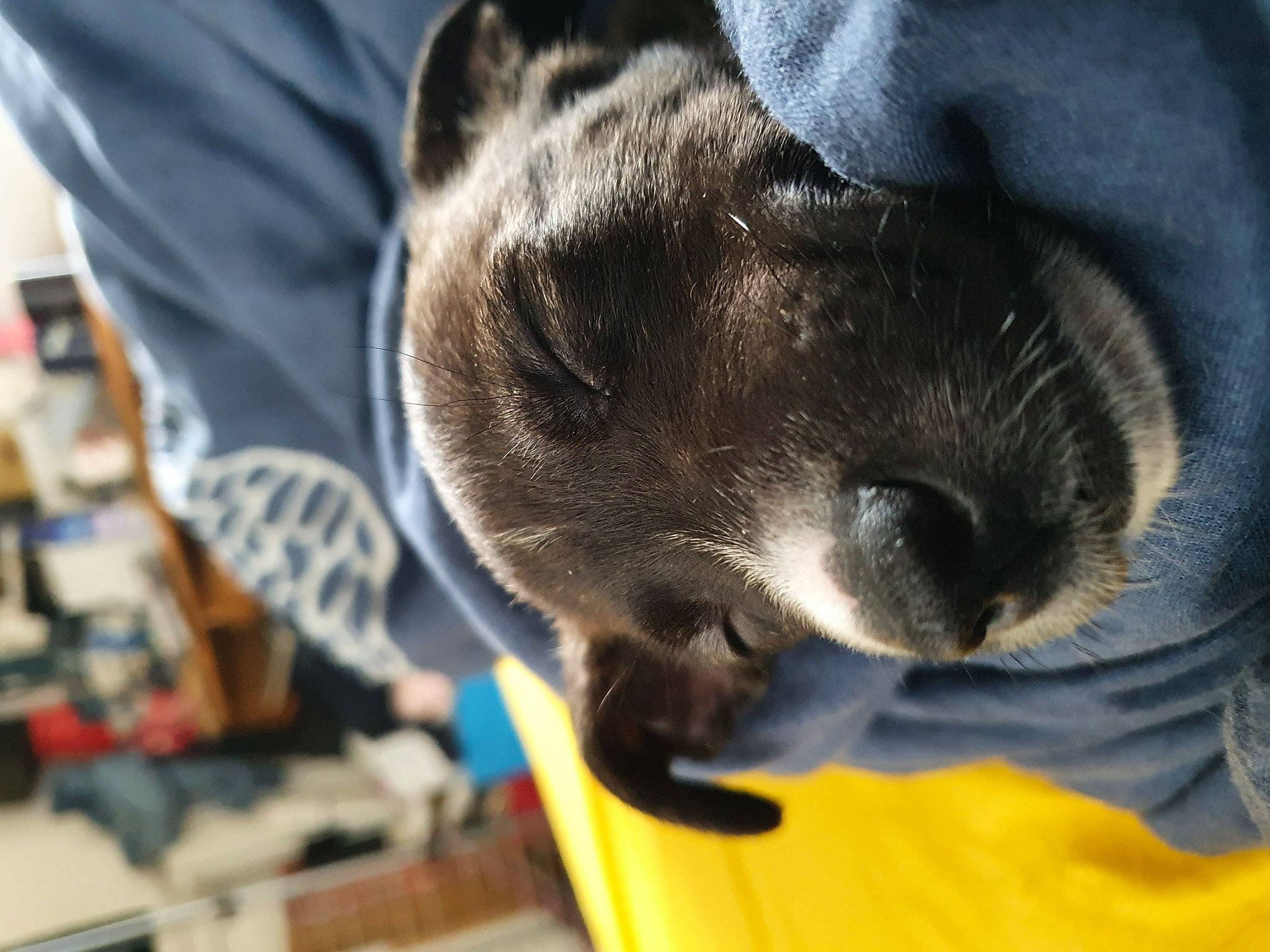 Ricola a rejoint le concours — aidez-le/la à gagner de superbes lots ! canidae, carnivore, comfort, companion_dog, dog, dog_breed, fawn, felidae, fur, nap, non_sporting_group, puppy, sleep, snout, sporting_group, whiskers