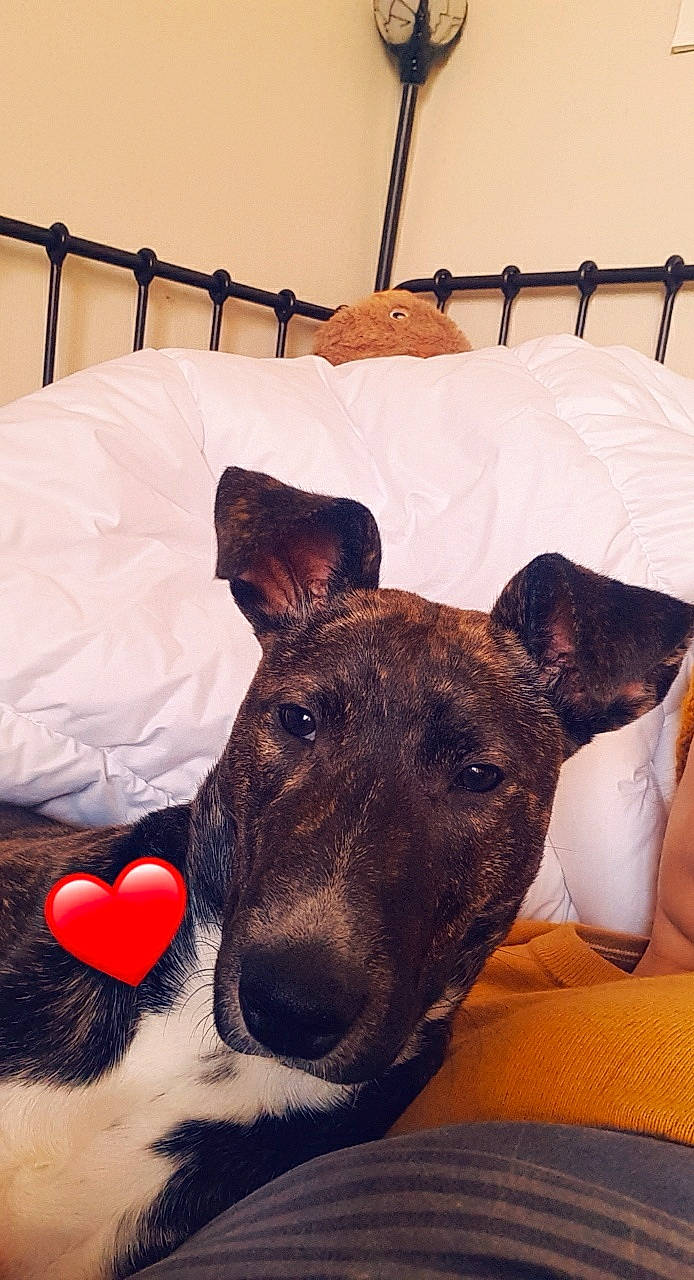 Ricola a rejoint le concours — aidez-le/la à gagner de superbes lots ! canidae, carnivore, collar, comfort, companion_dog, dog, dog_breed, dog_supply, ear, fawn, fur, guard_dog, linens, paw, snout, sporting_group, terrestrial_animal, terrier, whiskers, working_animal