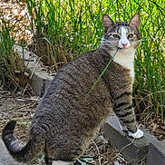 Squash is registered to the contest to win money with this photo: animal, cat, feline, garden, grass, greenery, nature, outdoor, path, pet, plants, portrait, standing, steps, striped_fur, tabby, tail, whiskers, white_chest, white_paws