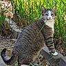 animal, cat, feline, garden, grass, greenery, nature, outdoor, path, pet, plants, portrait, standing, steps, striped_fur, tabby, tail, whiskers, white_chest, white_paws