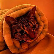 Snoop is registered to the contest to win money with this photo: cat, tabby, blanket, cozy, indoor, pet, fur, whiskers, ears, face, snuggled, warm_lighting, comfort, resting, cute, animal, portrait, soft_texture, wrapped, relaxed