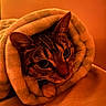 cat, tabby, blanket, cozy, indoor, pet, fur, whiskers, ears, face, snuggled, warm_lighting, comfort, resting, cute, animal, portrait, soft_texture, wrapped, relaxed