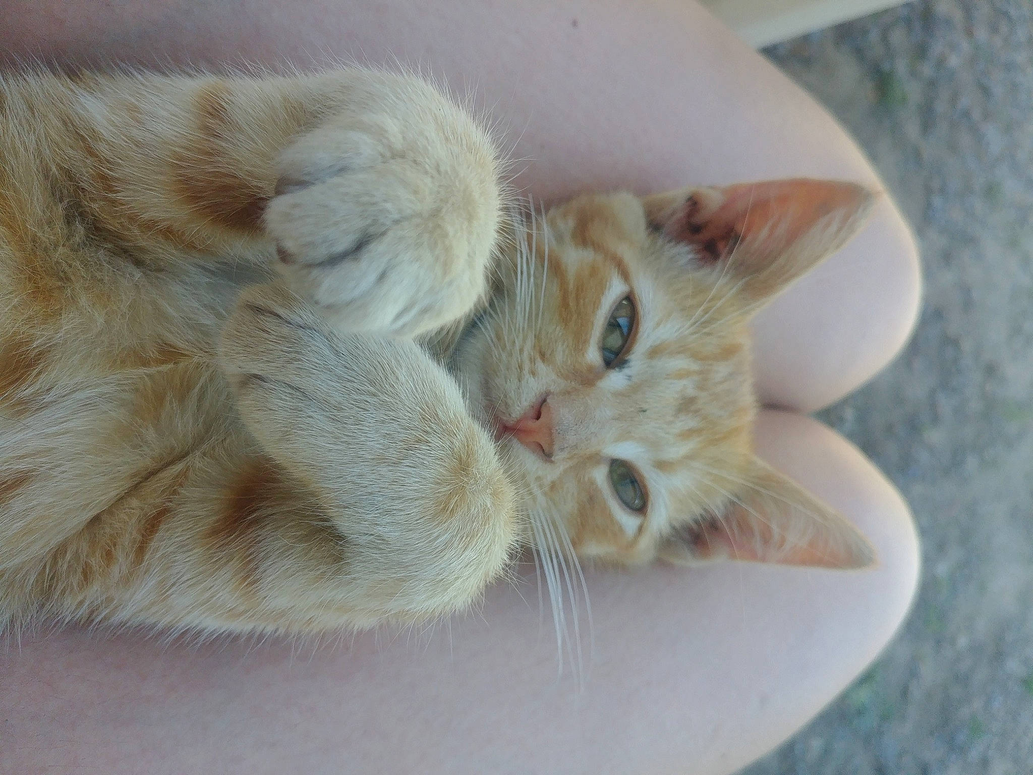 Janot a rejoint le concours — aidez-le/la à gagner de superbes lots ! carnivore, cat, claw, ear, european_shorthair, fawn, felidae, fur, kitten, mammal, paw, polydactyl_cat, ragamuffin, small_to_medium_sized_cats, tabby_cat, whiskers