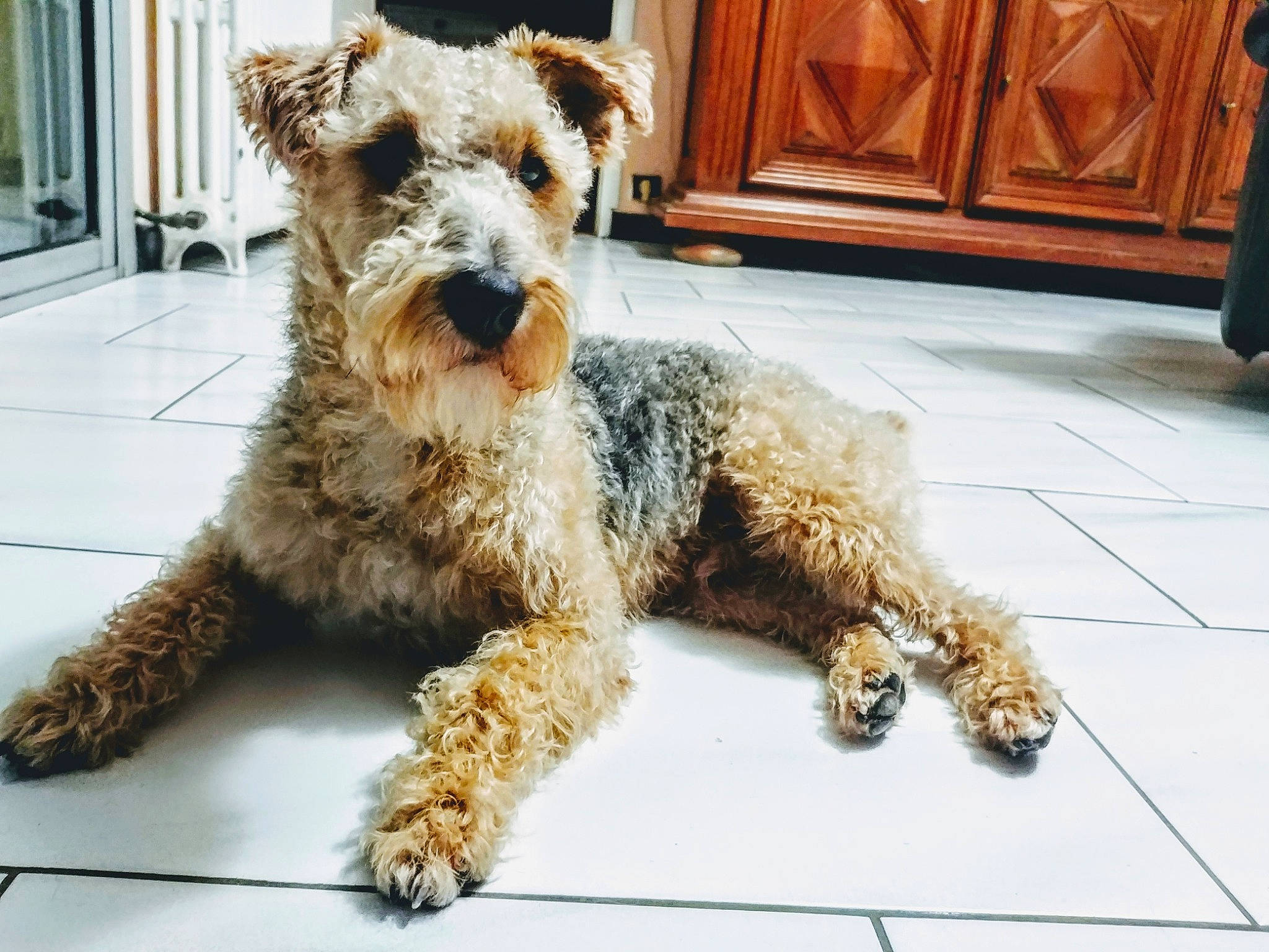 Orus participe au concours pour gagner de l'argent avec cette photo : airedale_terrier, canidae, carnivore, companion_dog, dog, dog_breed, irish_soft_coated_wheaten_terrier, irish_terrier, lakeland_terrier, mammal, miniature_schnauzer, pumi, rare_breed_dog, snout, sporting_group, sporting_lucas_terrier, terrier, vertebrate, welsh_terrier, wire_hair_fox_terrier