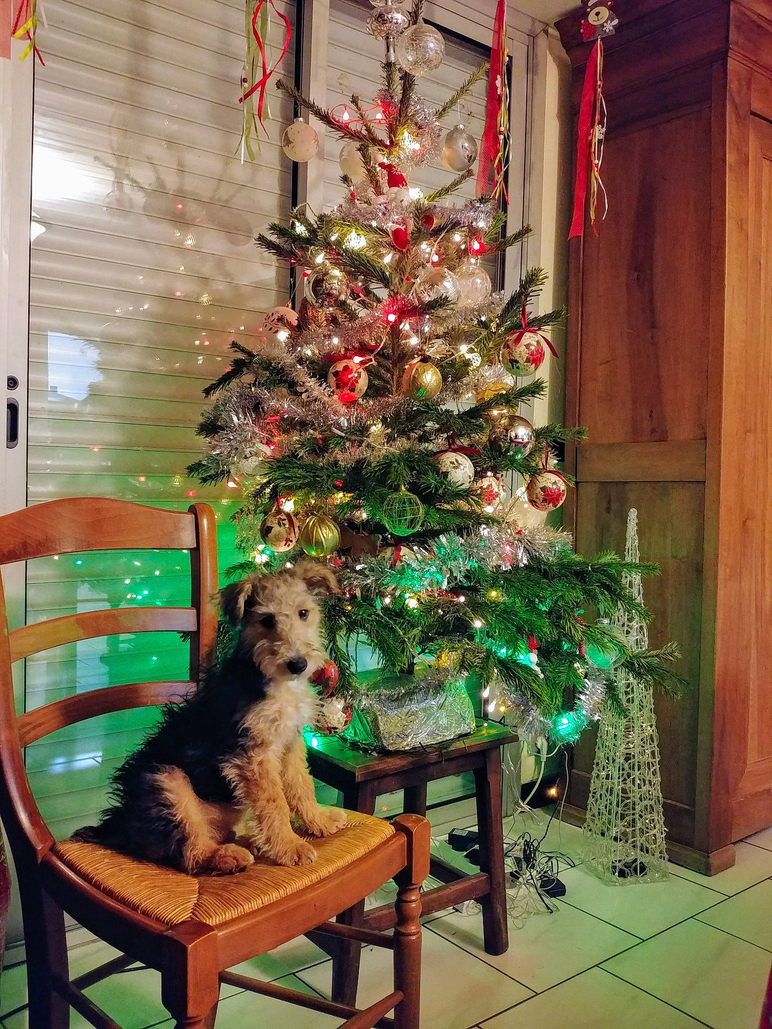 Orus participe au concours pour gagner de l'argent avec cette photo : canidae, carnivore, christmas, christmas_decoration, christmas_eve, christmas_ornament, christmas_tree, companion_dog, conifer, dog, dog_breed, fir, holiday, holiday_ornament, home, interior_design, pine_family, plant, sporting_group, tree