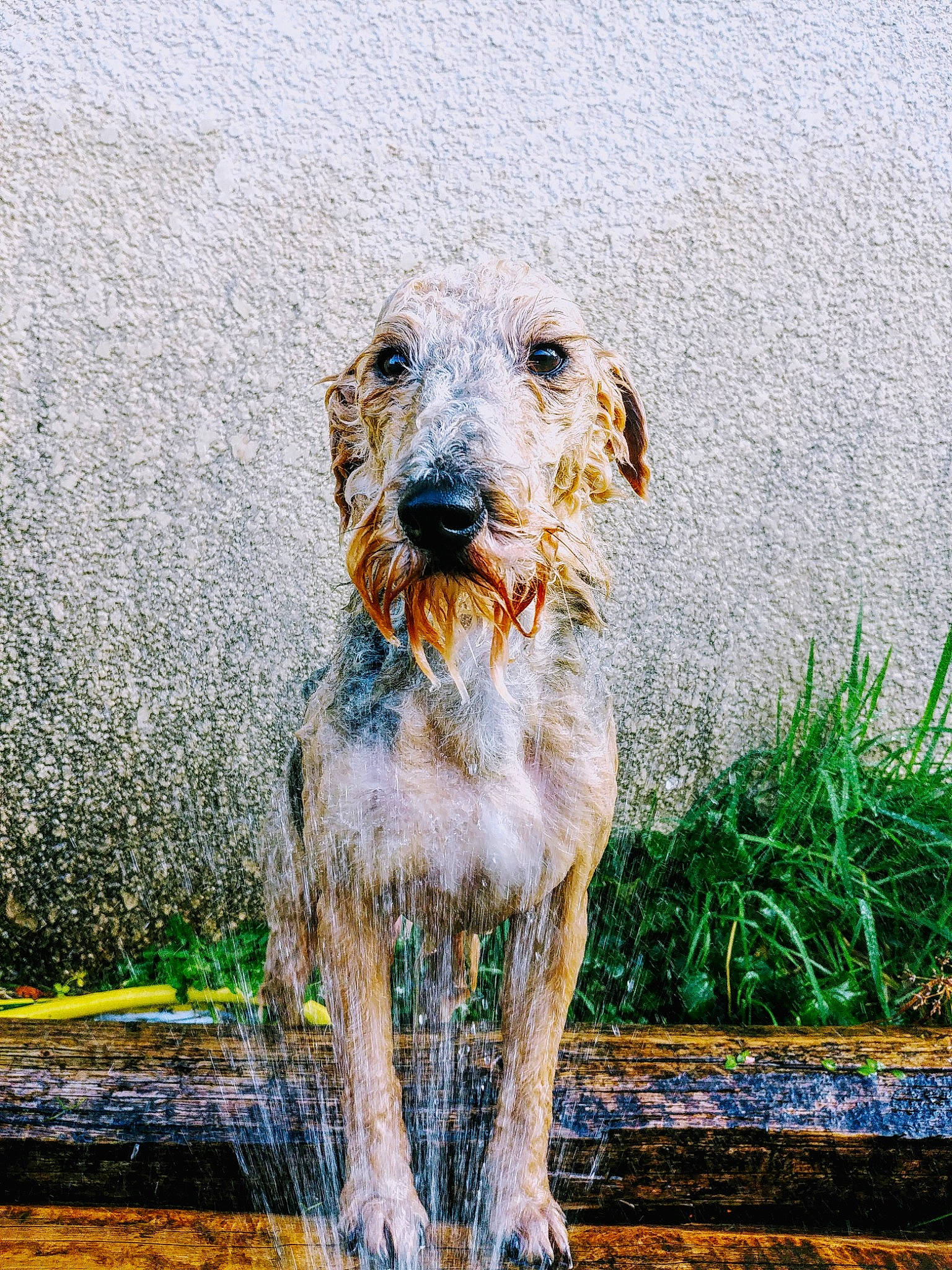 Orus a rejoint le concours — aidez-le/la à gagner de superbes lots ! canidae, carnivore, companion_dog, dog, dog_breed, irish_wolfhound, mammal, sporting_group, terrier, vertebrate, wire_hair_fox_terrier