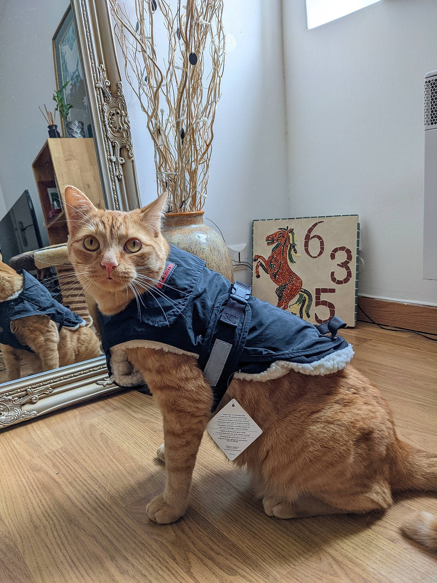 Coquille Saint Jacques participe au concours pour gagner de l'argent avec cette photo : art, carnivore, cat, chair, comfort, companion_dog, fawn, felidae, floor, flooring, grey, hardwood, leg, living_room, small_to_medium_sized_cats, tail, toy, whiskers, window, wood