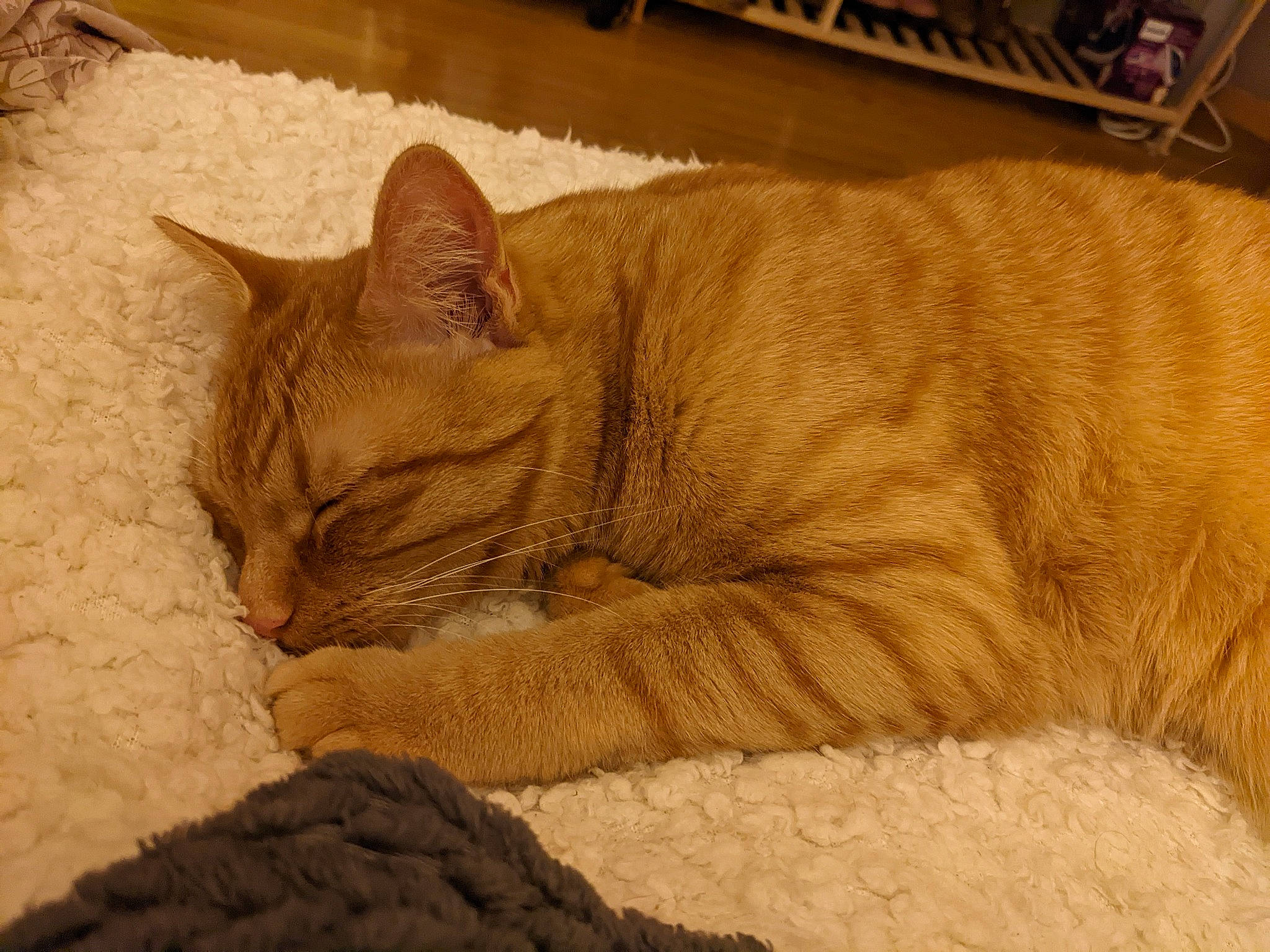 Coquille Saint Jacques participe au concours pour gagner de l'argent avec cette photo : carnivore, cat, cat_bed, cat_supply, claw, comfort, domestic_short_haired_cat, eye, fawn, felidae, fur, nap, paw, small_to_medium_sized_cats, snout, tail, terrestrial_animal, whiskers, wood, wrinkle