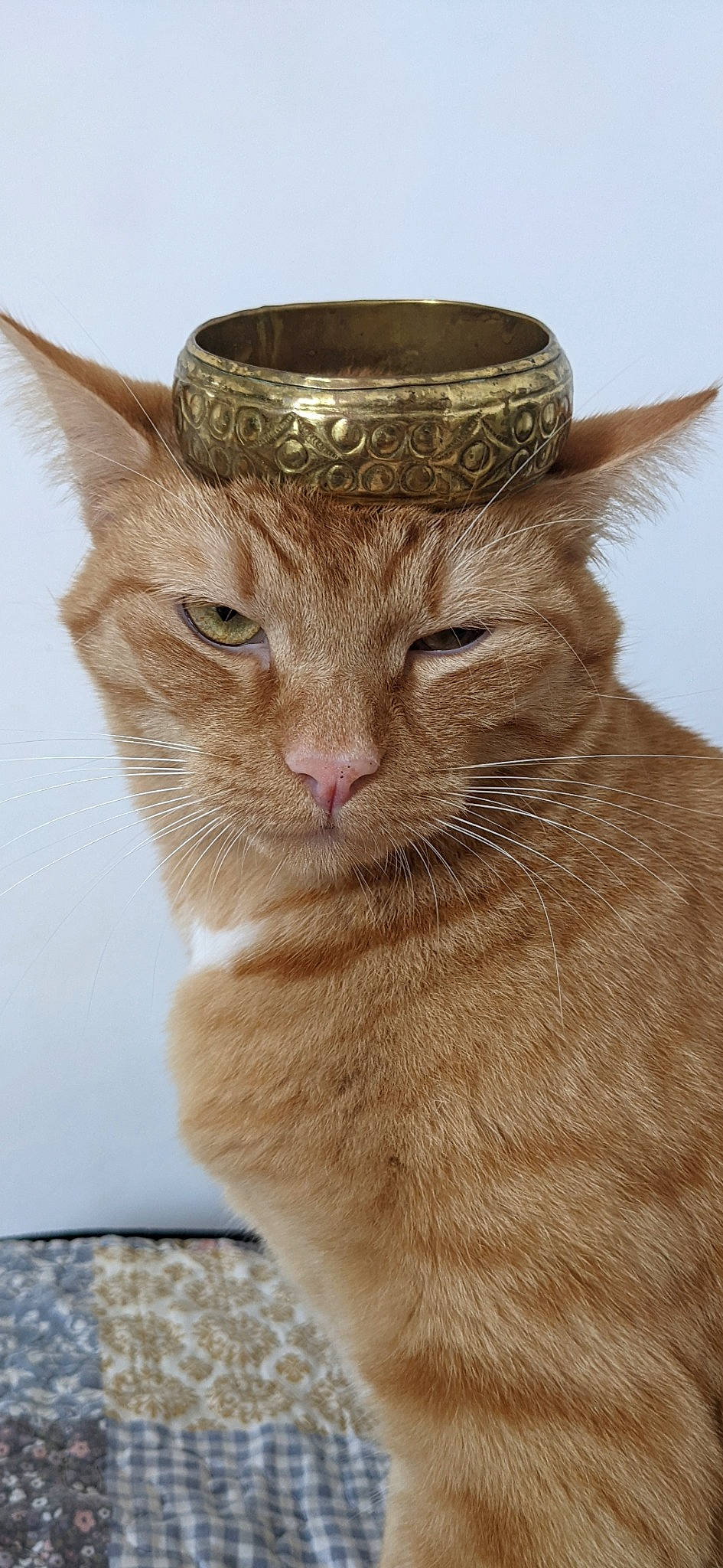 Coquille Saint Jacques participe au concours pour gagner de l'argent avec cette photo : art, carnivore, cat, domestic_short_haired_cat, fashion_accessory, fawn, felidae, fur, grass, hat, small_to_medium_sized_cats, snout, tail, terrestrial_animal, whiskers, wildlife, window