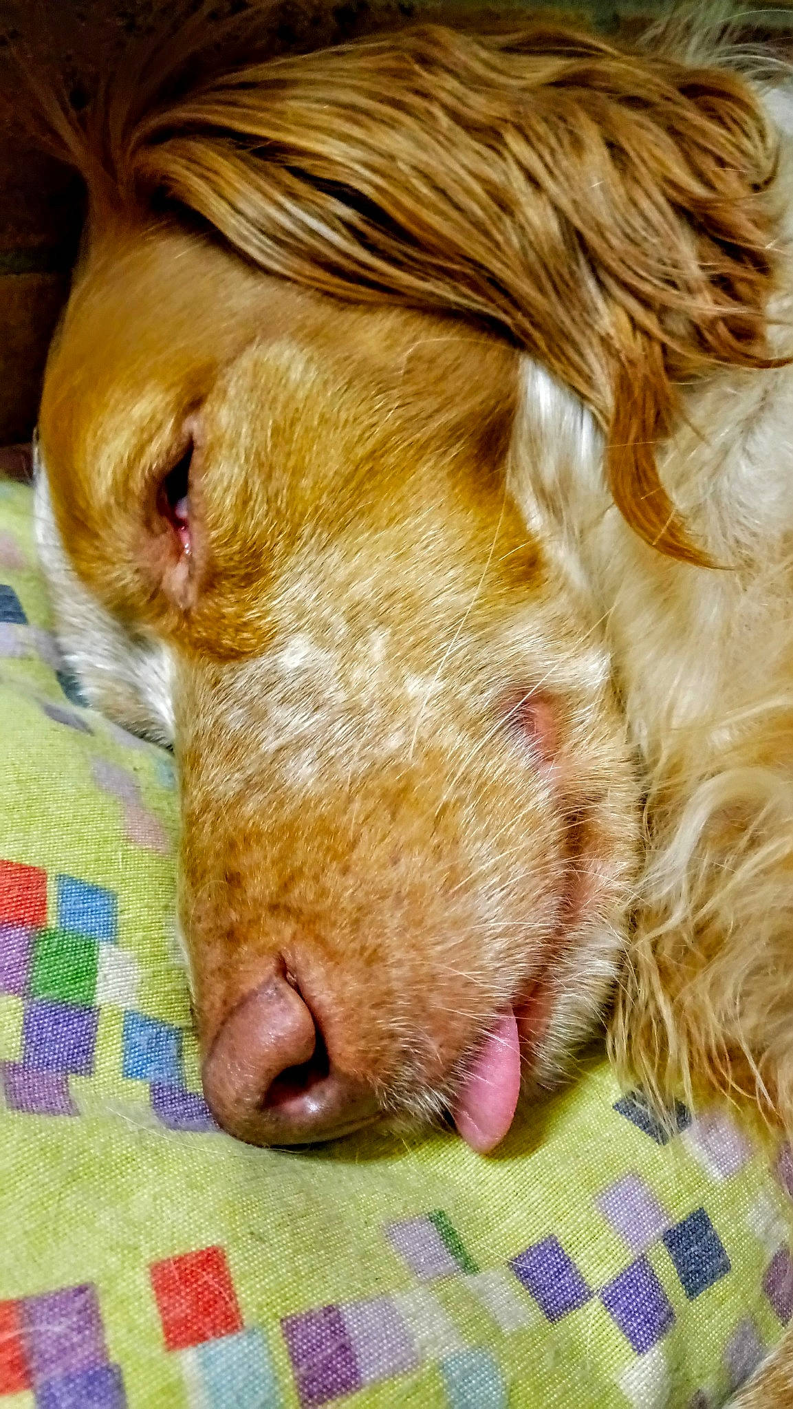 Holly participe au concours pour gagner de l'argent avec cette photo : canidae, carnivore, close_up, dog, dog_breed, ear, fawn, fur, liver, nose, snout, sporting_group