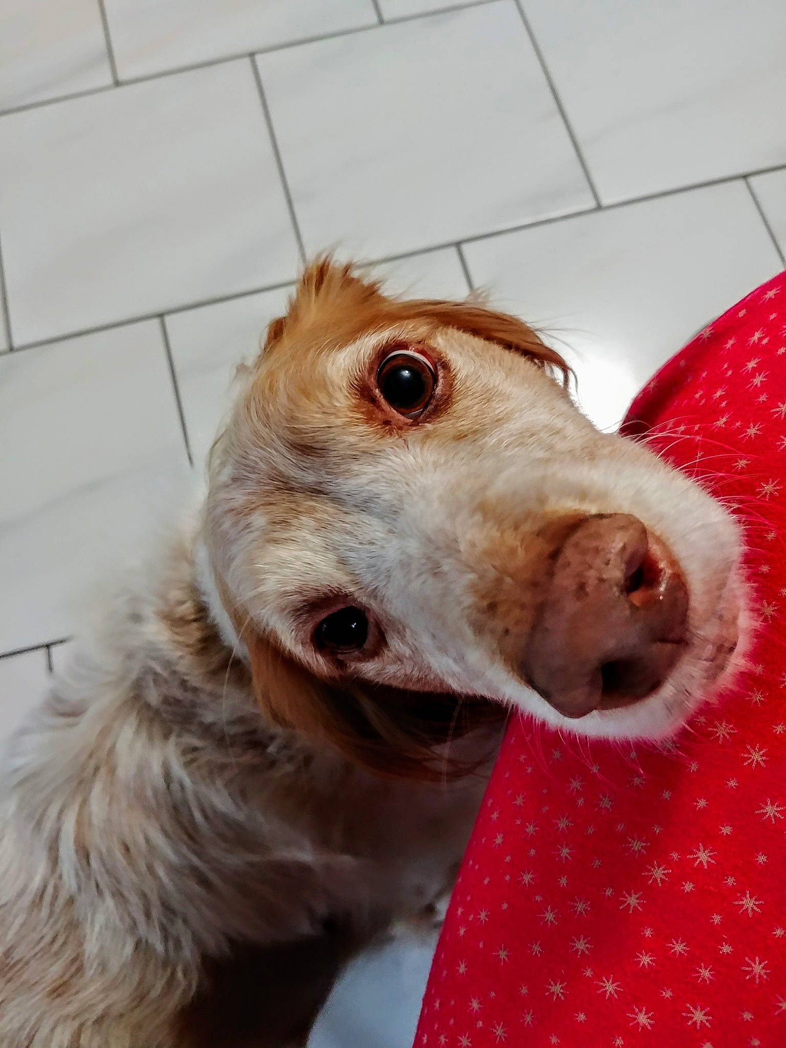 Holly participe au concours pour gagner de l'argent avec cette photo : canidae, carnivore, close_up, companion_dog, dog, dog_breed, ear, eye, fur, hunting_dog, ibizan_hound, lurcher, mammal, nose, snout, sporting_group, whiskers