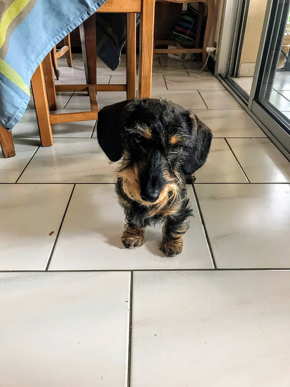 Platon a rejoint le concours — aidez-le/la à gagner de superbes lots ! canidae, carnivore, cesky_terrier, companion_dog, dachshund, dog, dog_breed, mammal, puppy, snout, sporting_group