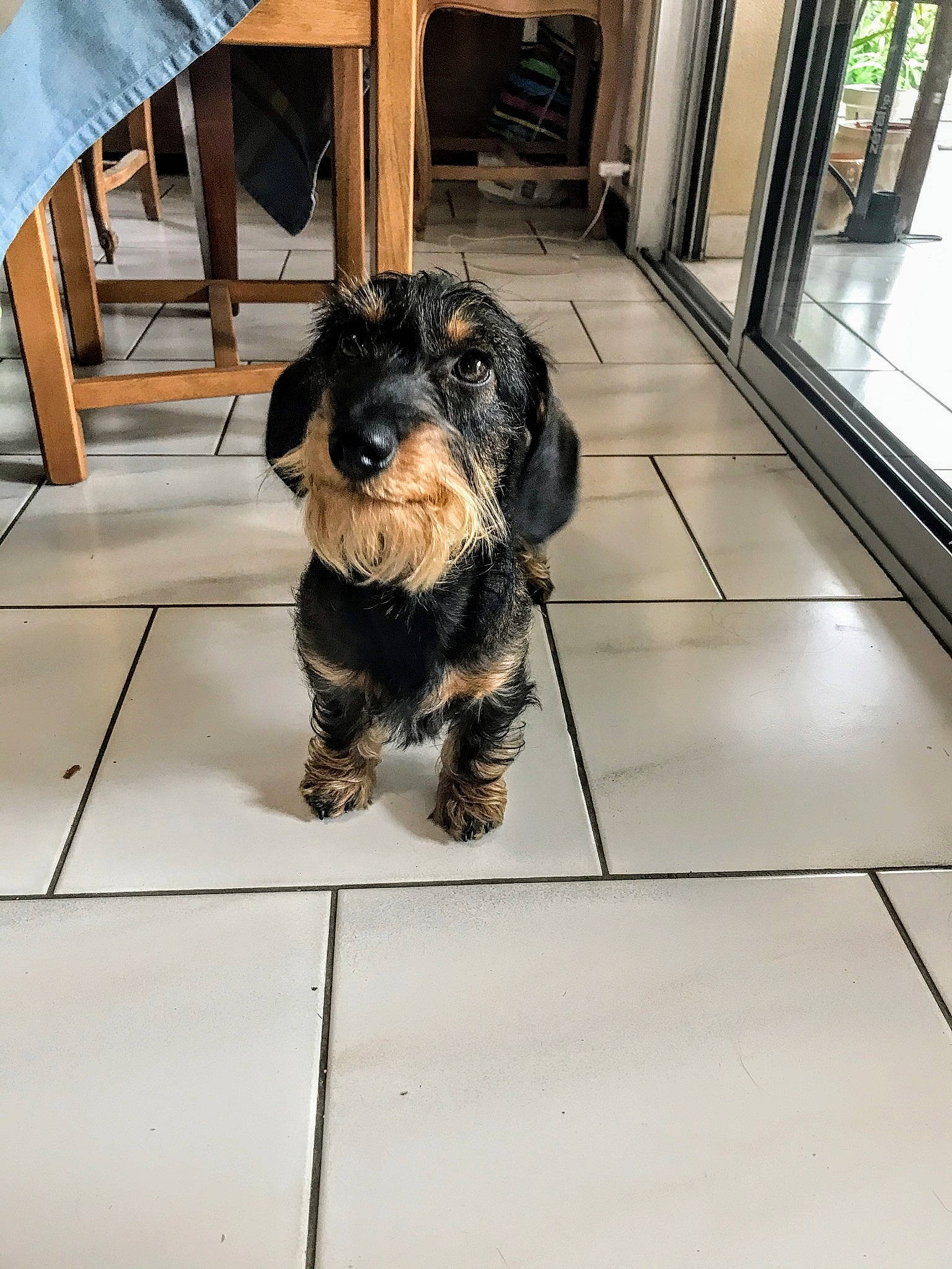 Platon a rejoint le concours — aidez-le/la à gagner de superbes lots ! bolonka, canidae, carnivore, cavapoo, cockapoo, companion_dog, dog, dog_breed, mammal, morkie, puppy, rare_breed_dog, schnoodle, snout, sporting_group, tibetan_terrier, toy_dog, vertebrate, yorkipoo, yorkshire_terrier