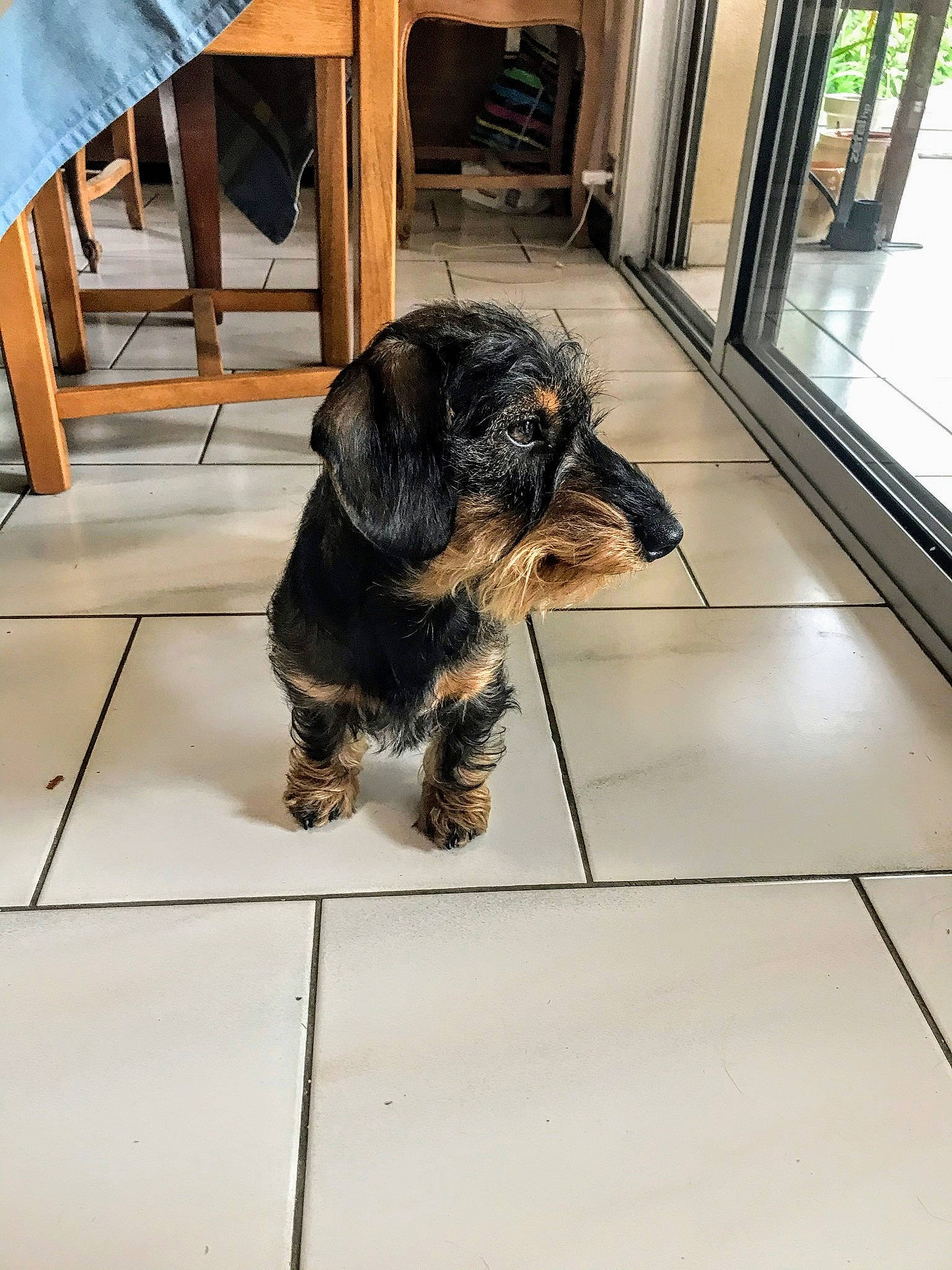 Platon a rejoint le concours — aidez-le/la à gagner de superbes lots ! canidae, carnivore, companion_dog, dog, dog_breed, mammal, morkie, puppy, schnoodle, small_terrier, snout, sporting_group, terrier, yorkipoo