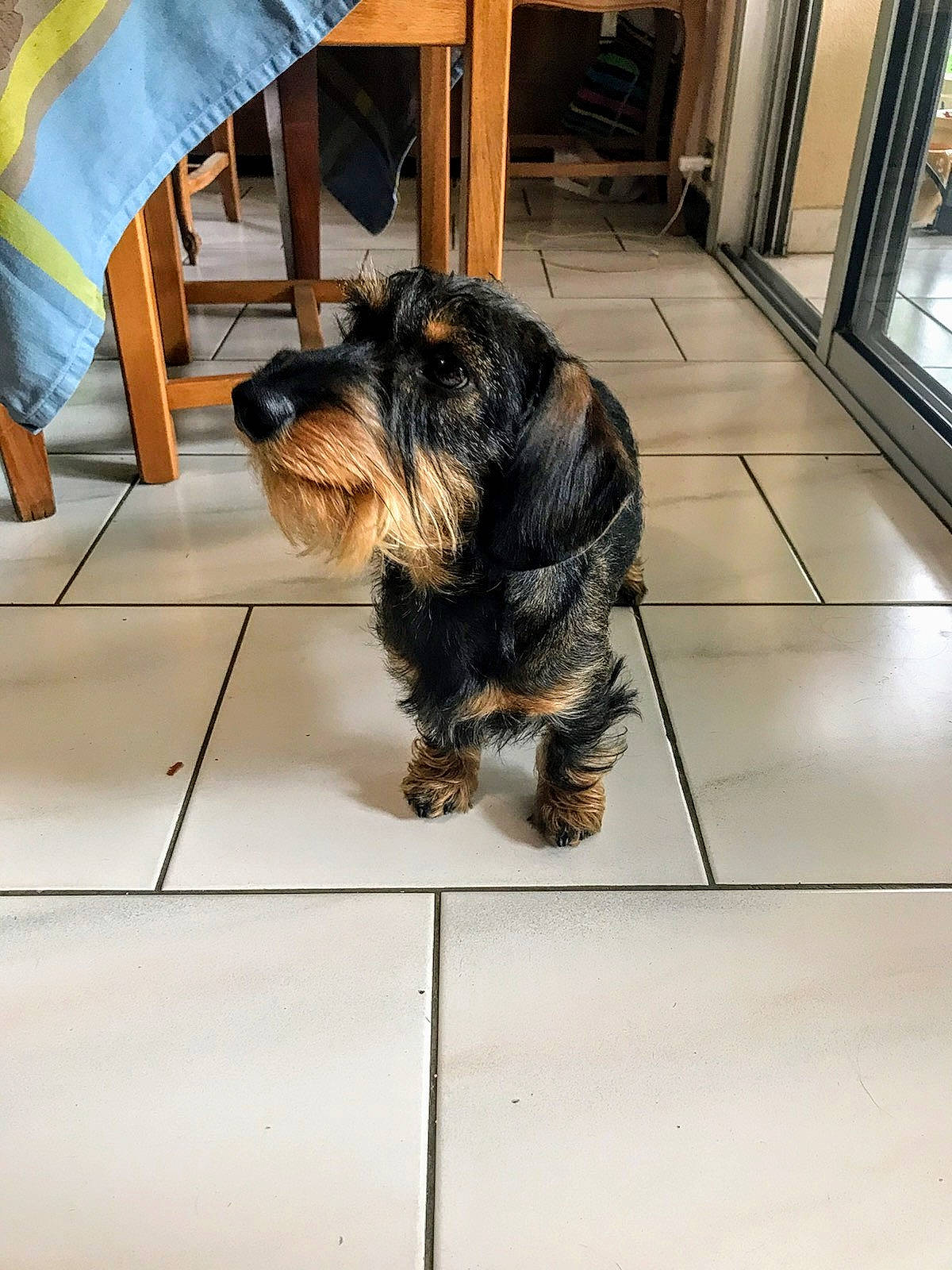 Platon a rejoint le concours — aidez-le/la à gagner de superbes lots ! australian_silky_terrier, canidae, carnivore, cesky_terrier, companion_dog, dog, dog_breed, mammal, morkie, puppy, rare_breed_dog, small_terrier, snout, sporting_group, sporting_lucas_terrier, terrier, tibetan_terrier, toy_dog, vertebrate, yorkshire_terrier