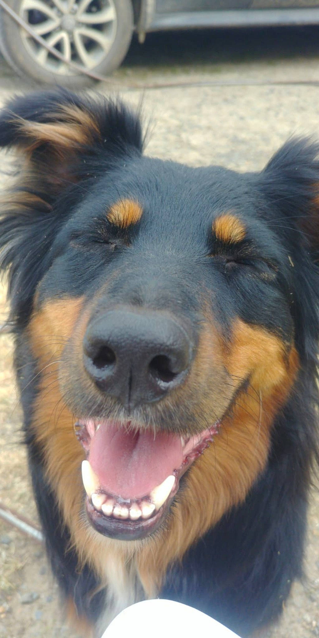 Bunker participe au concours pour gagner de l'argent avec cette photo : ancient_dog_breeds, australian_collie, australian_shepherd, beauceron, bohemian_shepherd, canidae, carnivore, companion_dog, dog, dog_breed, english_shepherd, huntaway, mammal, nose, rare_breed_dog, snout, sporting_group, vertebrate, working_dog