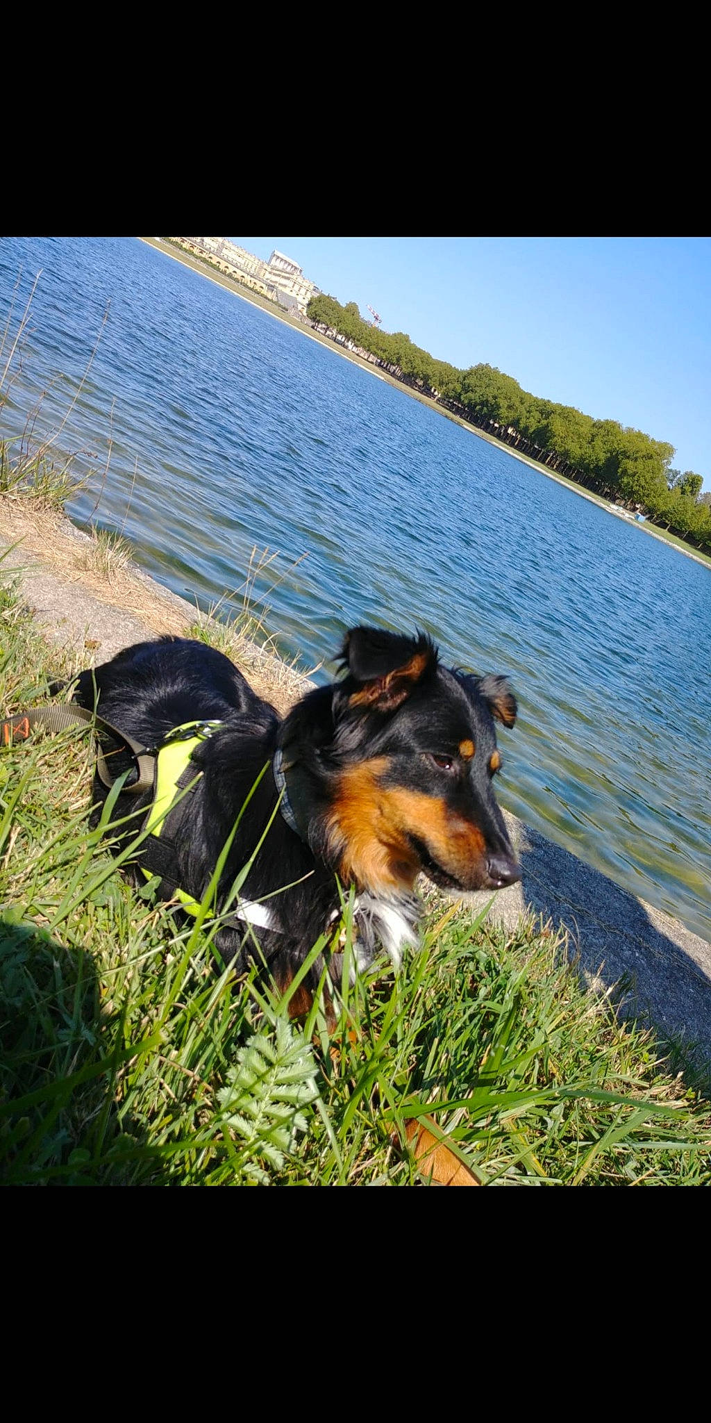 Bunker a rejoint le concours — aidez-le/la à gagner de superbes lots ! australian_shepherd, canidae, carnivore, companion_dog, dog, dog_breed, english_shepherd, entlebucher_mountain_dog, grass, herding_dog, huntaway, plant, smooth_collie, working_dog