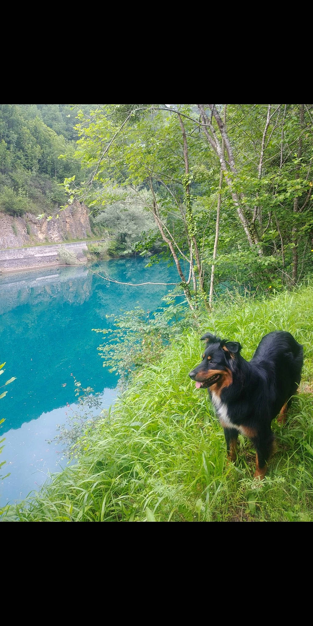 Bunker a rejoint le concours — aidez-le/la à gagner de superbes lots ! canidae, carnivore, dog, dog_breed, english_shepherd, entlebucher_mountain_dog, hovawart, huntaway, jagdterrier, plant, rainforest, sporting_group, water, water_resources, watercourse, working_dog