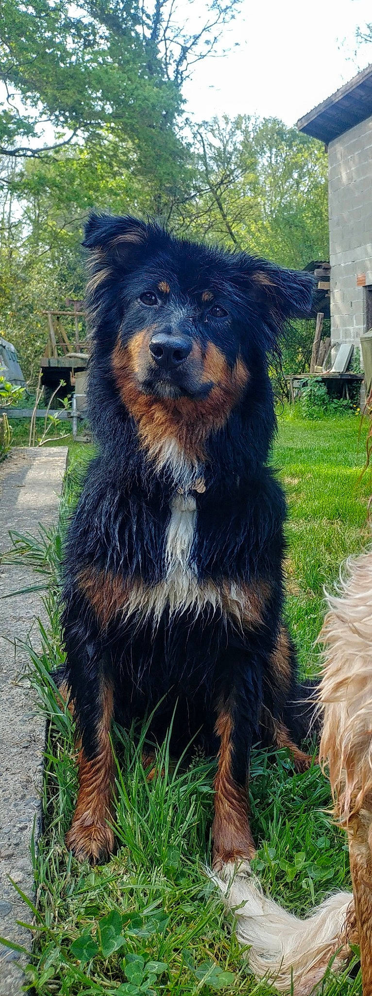 Bunker a rejoint le concours — aidez-le/la à gagner de superbes lots ! ancient_dog_breeds, bohemian_shepherd, canidae, carnivore, companion_dog, dog, dog_breed, giant_dog_breed, mammal, rare_breed_dog, sporting_group, vertebrate