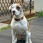 Kyra a rejoint le concours — aidez-le/la à gagner de superbes lots ! alert, bokeh, canine, collar, companion, dog, fence, muscular, muzzle, nails, orange_collar, outdoors, paws, pet, porch, portrait, short_hair, sitting, white_and_tan, wooden_deck