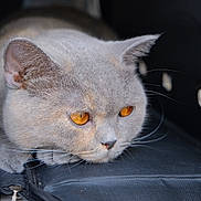 Lilee is registered to the contest to win money with this photo: cat, feline, pet, gray_cat, orange_eyes, golden_eyes, whiskers, close_up, portrait, indoor, pet_carrier, zipper, fabric, muzzle, ears, paws, sleepy, fur, macro, shallow_depth_of_field
