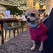 Tiffany is registered to the contest to win money with this photo: dog, chihuahua, pet, pink_sweater, couch, indoor, restaurant, fairy_lights, wooden_table, chairs, warm_lighting, decorative_lights, small_dog, cozy, portrait, animal, seated, cute, casual, domestic