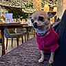 dog, chihuahua, pet, pink_sweater, couch, indoor, restaurant, fairy_lights, wooden_table, chairs, warm_lighting, decorative_lights, small_dog, cozy, portrait, animal, seated, cute, casual, domestic