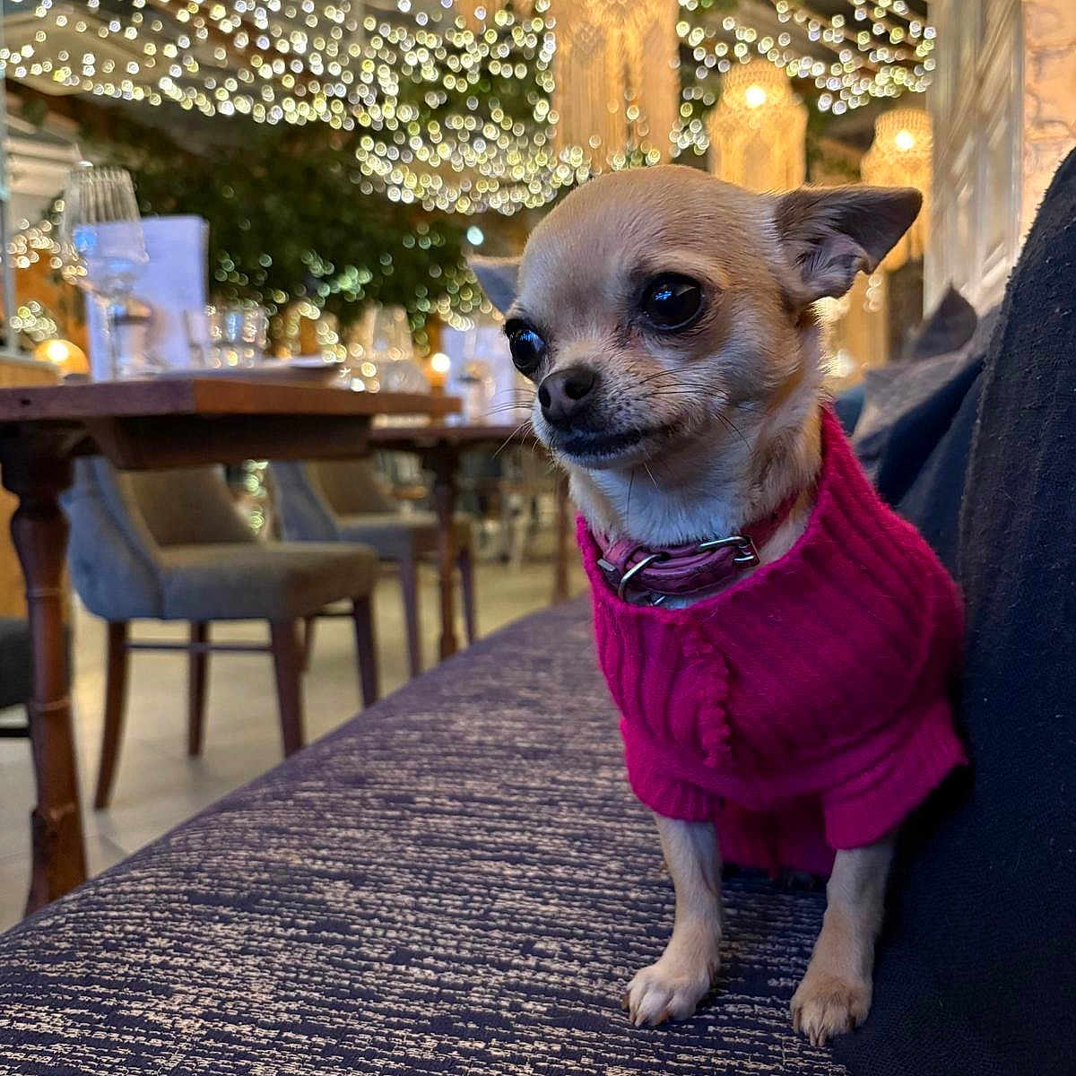 Tiffany is registered to the contest to win money with this photo: dog, chihuahua, pet, pink_sweater, couch, indoor, restaurant, fairy_lights, wooden_table, chairs, warm_lighting, decorative_lights, small_dog, cozy, portrait, animal, seated, cute, casual, domestic