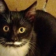 Luna joined the competition — help win amazing prizes! cat, tuxedo_cat, whiskers, wide_eyes, indoor, carpet, floor, pet, fur, tail, curious, grainy, low_light, close_up, portrait, black_and_white_fur, green_object, container, wood_roofing, home_interior