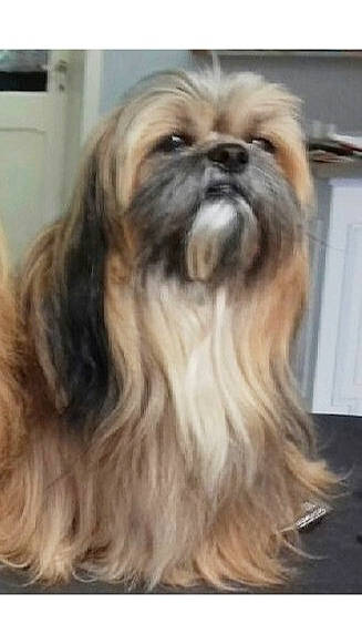 Guizmo a rejoint le concours — aidez-le/la à gagner de superbes lots ! ancient_dog_breeds, canidae, carnivore, companion_dog, dog, dog_breed, fawn, fur, liver, maltepoo, non_sporting_group, shih_tzu, small_terrier, snout, sporting_group, terrestrial_animal, terrier, toy_dog, working_animal