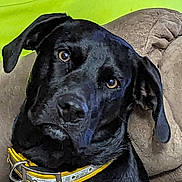 Hobo is registered to the contest to win money with this photo: alert, animal, black_dog, canine, closeup, collar, companion, cushion, cute, dog, domestic_animal, ears, friendly, fur, indoor, looking, pet, portrait, resting, yellow_collar