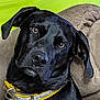 alert, animal, black_dog, canine, closeup, collar, companion, cushion, cute, dog, domestic_animal, ears, friendly, fur, indoor, looking, pet, portrait, resting, yellow_collar