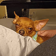 Dean joined the competition — help win amazing prizes! dog, brown_dog, pet, blanket, hand, indoor, cozy, sleepy, small_dog, ears, furniture, table, remote_control, couch, resting, closeup, animal, domestic, relaxed, snuggled