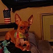 Dean joined the competition — help win amazing prizes! american_flag, animal, bandana, blinds, brown_dog, chihuahua, companion, couch, cozy, cup, dog, domestic, furniture, indoor, pet, relaxed, resting, small_dog, table, window